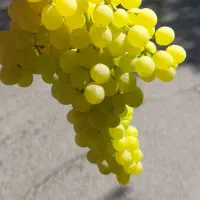 انگور درجه ۱ ارگانیک