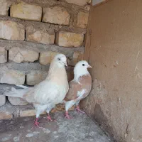 یک جفت کبوتر شازده زرد