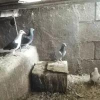 پرنده کفتر آلمانی|پرنده|شاندیز, |دیوار