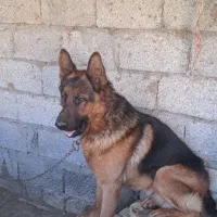 سگ ژرمن شپرد نر اصیل