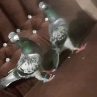 کفتر سبز مگسی|پرنده|گنبد کاووس, |دیوار