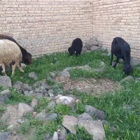 با سلام سه عدد گوسفند با سه عدد بره یکی نر