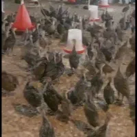 جوجه بوقلمون یکماهه