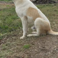 فروش سگ|سگ|کردکوی, |دیوار