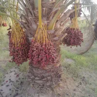 فروش یا اجاره آب و زمین کشاورزی|فروش دفتر صنعتی، کشاورزی، تجاری|ریگان, |دیوار