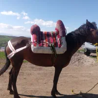 اسب|اسب و تجهیزات اسب‌سواری|اردبیل, |دیوار