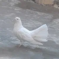 کبوتر دم چتری