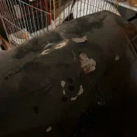 کاپوت206|قطعات یدکی و لوازم جانبی|قم, پردیسان|دیوار