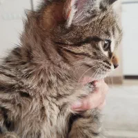 گربه بازیگوش دوست داشتنی|گربه|اصفهان, اشکاوند|دیوار