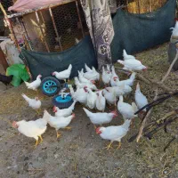 تخم بوقلمون