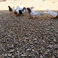 دونه ۴۰۰مقطوع|پرنده|کاشمر, |دیوار