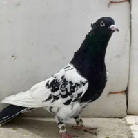 کفتر بهبونی و پلاکی|پرنده|مرودشت, ژیان|دیوار