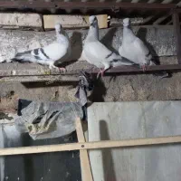 شامی کاکلی ساده کاکلی سینه سبزه