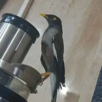 مینا جذاب و دوست داشتنی|پرنده|تهران, سازمان آب|دیوار