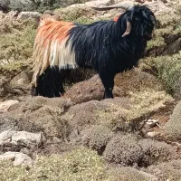 بعده دورون فروشی|حیوانات مزرعه|اردل, |دیوار