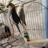 طوطی عروس هلندی|پرنده|محمدیه-قزوین, |دیوار