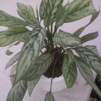 فروش تعدادی ازگلهای زیبا