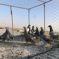 کفتر پرشی|پرنده|مشهد, شهید احمدی روشن|دیوار