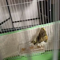 قناری ماده آماده فر کلکسیونی|پرنده|شیراز, احمدآباد|دیوار