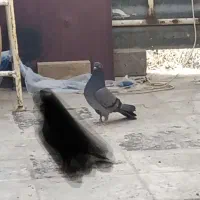 کفتر ماده سبز