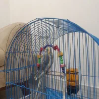 فروش طوطی خانگی