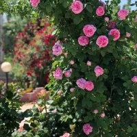 فروش-ویلاباغچه-باغ