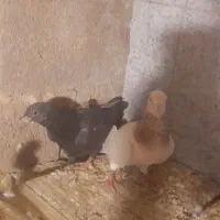 ۲۰۰۰۰۰۰