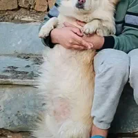 سگ پاکوتاه مخصوص آپارتمان خیلی ساکت و آروم|سگ|صوفیان, |دیوار