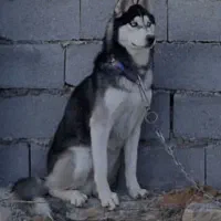 سگ هاسکی نژاد اصل چشم یخی بیسار زیبا و سرحال