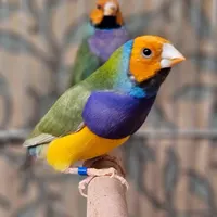 جوجه فنچ گلدین