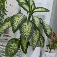 گل دیفن و سانسوریا