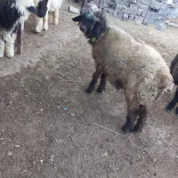 گوسفند داشتی|حیوانات مزرعه|کیار, |دیوار