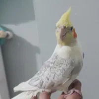 فروش عروس هلندی نر ۶ ماهه