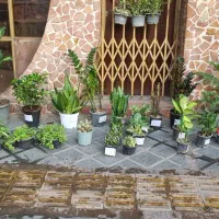 گل و گیاه به نرخ تولیدی