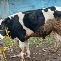 گاو نر هلشتاین اصیل ورزا گوساله