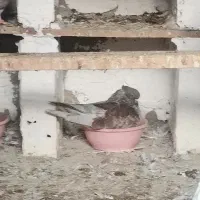 کبوتر نر سوسک پشت پروک|پرنده|آق قلا, |دیوار