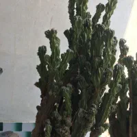 کاکتوس صخره ای