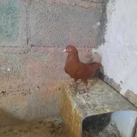 گلی|پرنده|ماهان, |دیوار