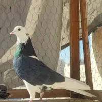 شازده سیاه دم سفید