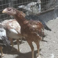 جوجه لاری مرغ لاری|حیوانات مزرعه|رباطکریم, شترخوار|دیوار