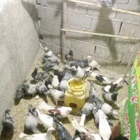 فروش کبوتر