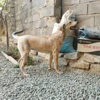 توله 8ماهه توله تبر قهرمان وحیدعباسی