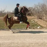 اجاره باکس و پانسیون اسب