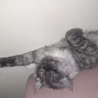 واگذاری گربه|گربه|گرگان, |دیوار