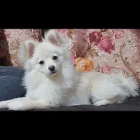 پامرخرسی ۸ماهه|سگ|کرمانشاه, |دیوار