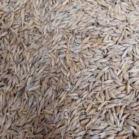 جو محلی دربندرترکمن