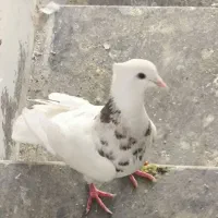 طوقی|پرنده|دهدشت, |دیوار