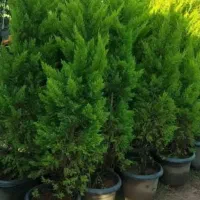 اجرای فضای سبز با قیمت کاملا منصفانه