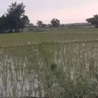 فروش برنج فجر سوزنی  تضمینی قیمت ۲۱۵