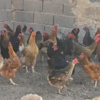 مرغ محلی